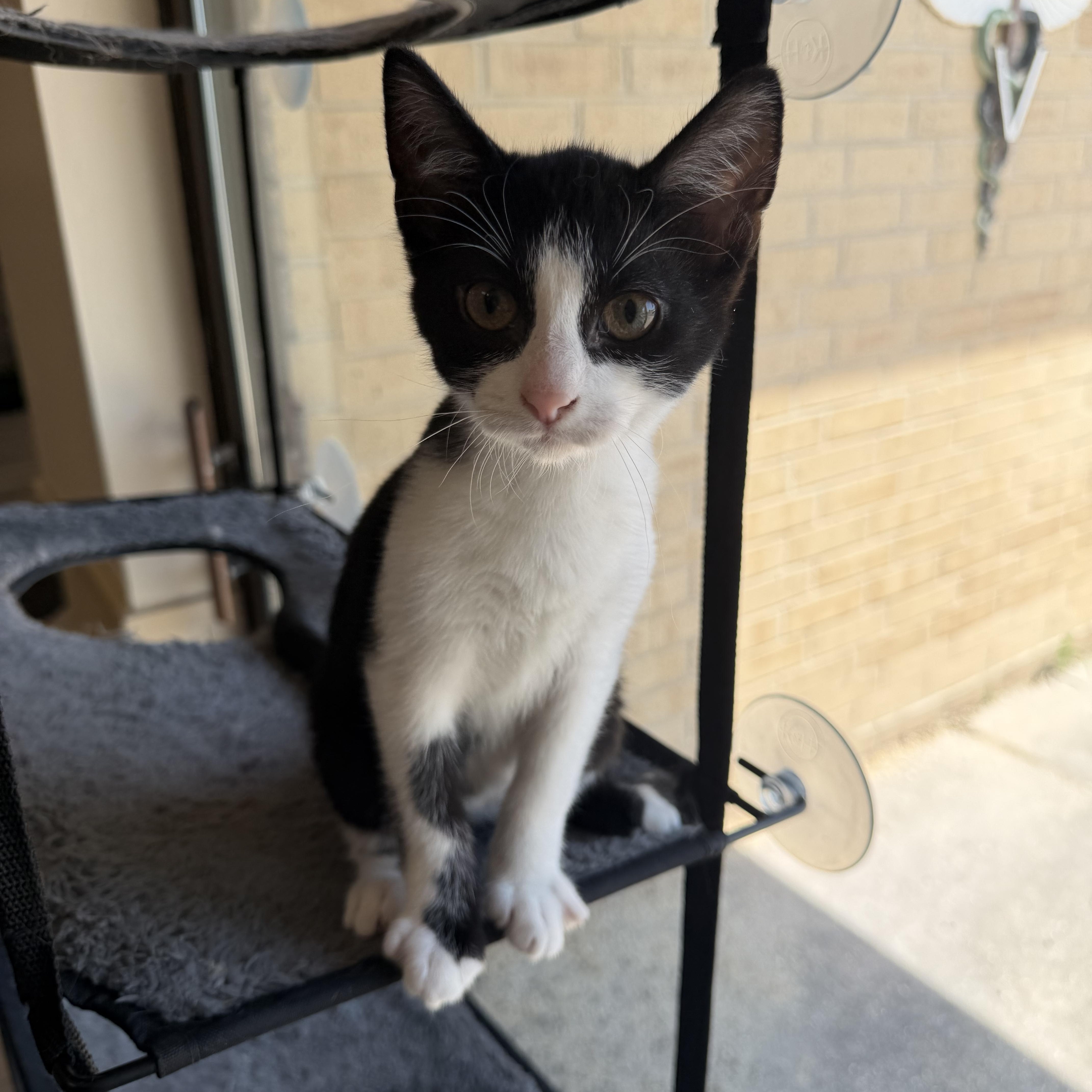 Enlarge Owen, a ADOPTABLE Domestic Short Hair in Madison, WI image 4/5