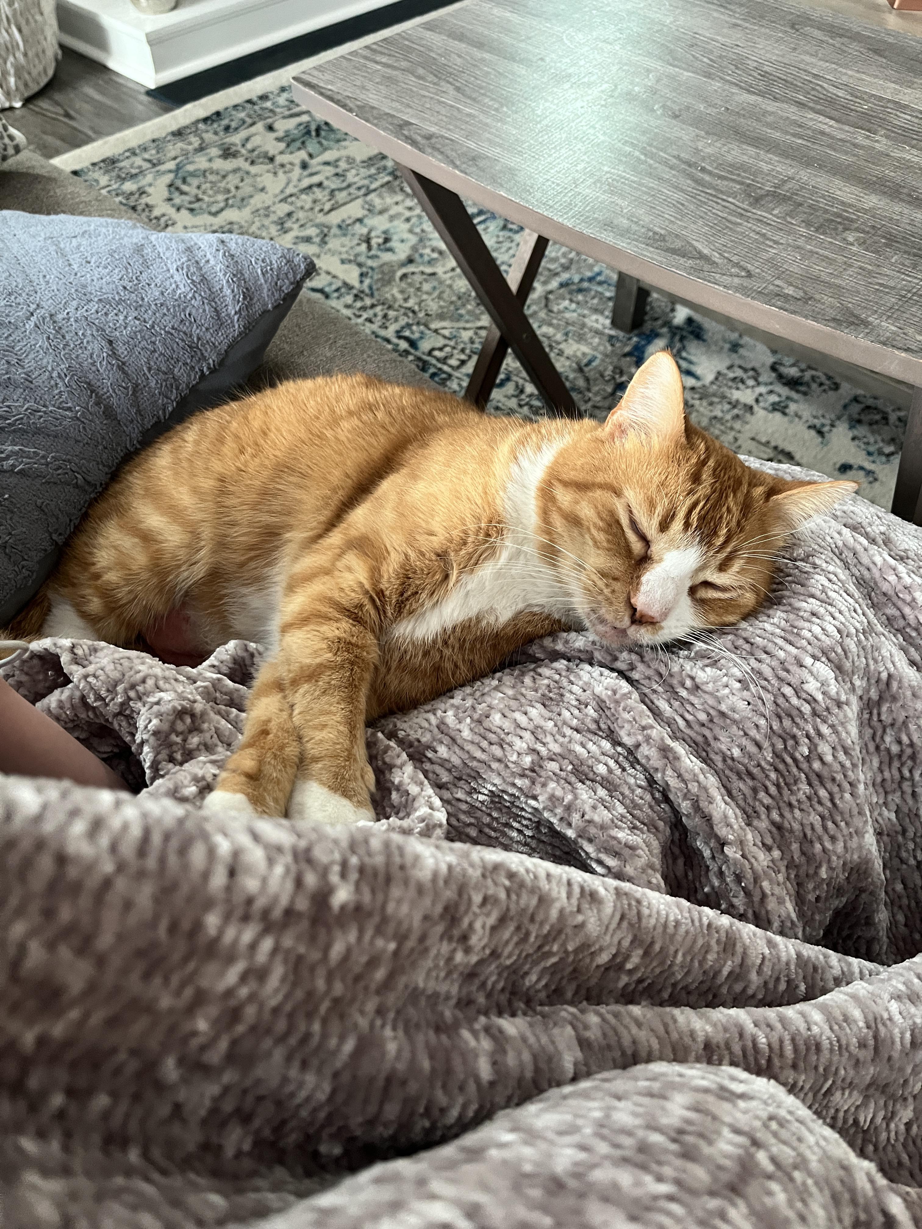 Courtesy Post- Pumpkin