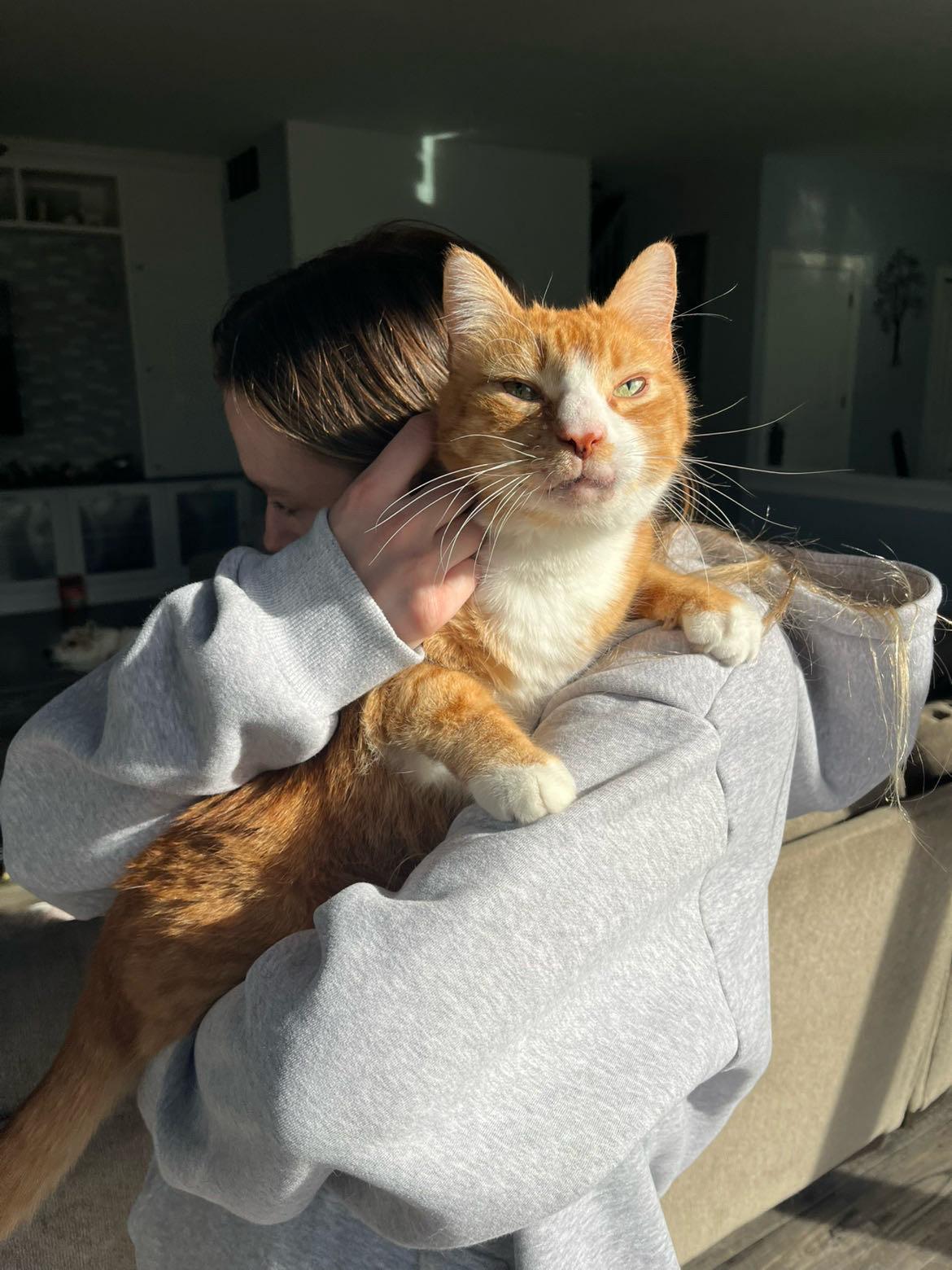 Enlarge Courtesy Post- Pumpkin, a Adoptable Domestic Short Hair in Turnersville, NJ image 3/6