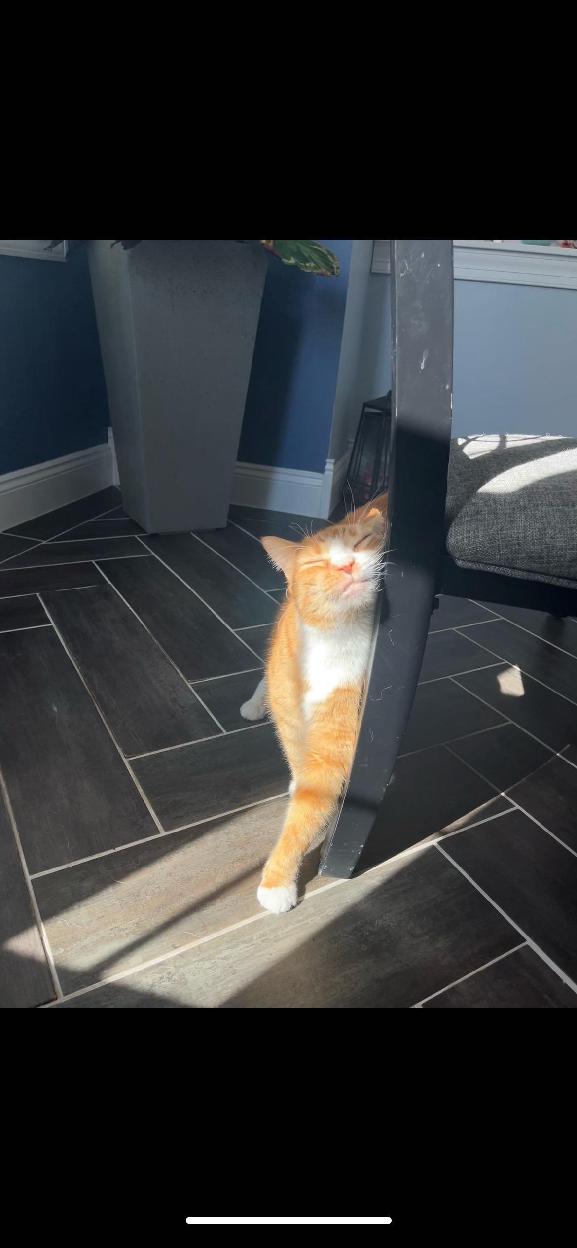 Courtesy Post- Pumpkin