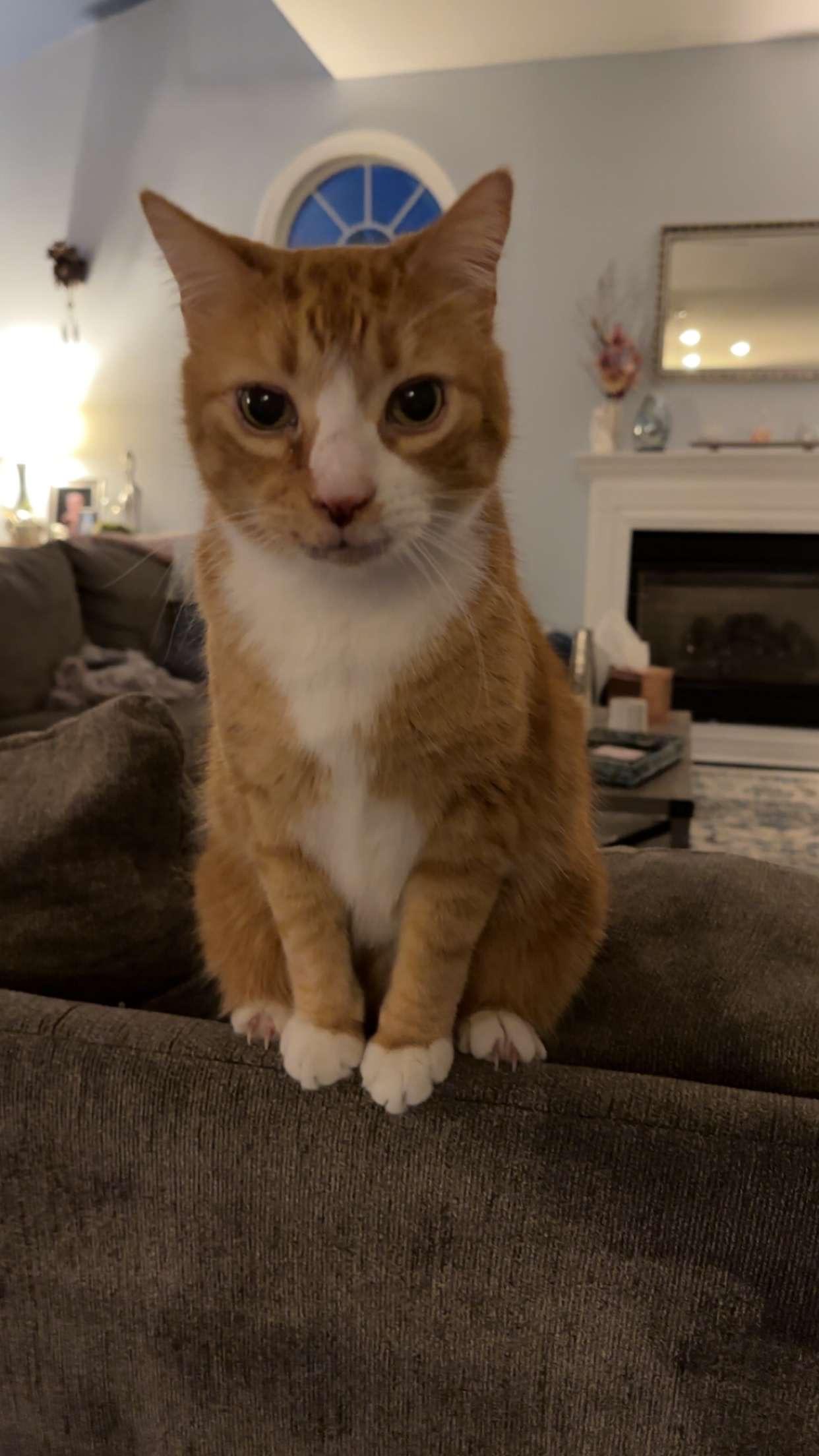 Enlarge Courtesy Post- Pumpkin, a Adoptable Domestic Short Hair in Turnersville, NJ image 1/6