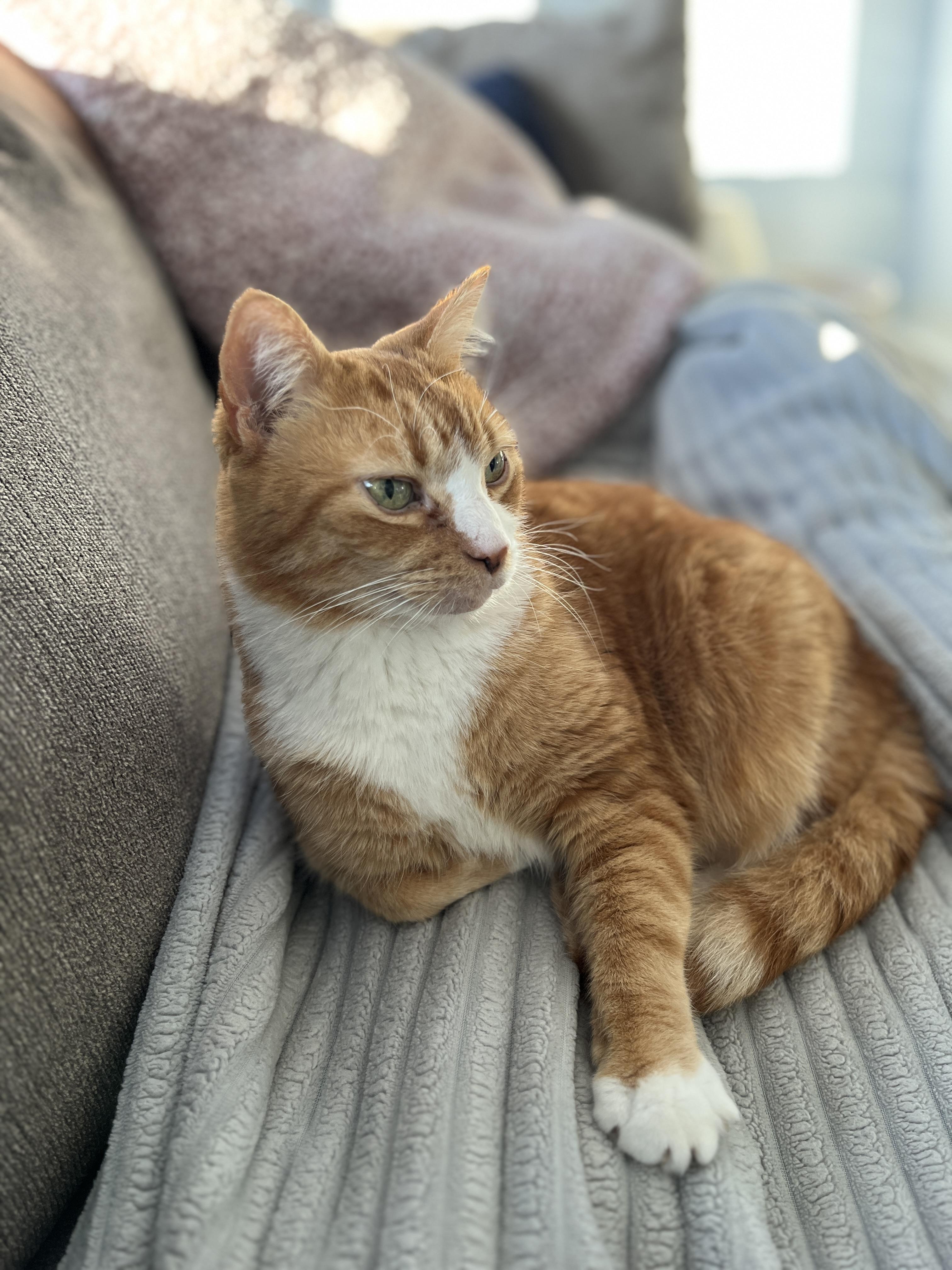 Enlarge Courtesy Post- Pumpkin, a Adoptable Domestic Short Hair in Turnersville, NJ image 5/6