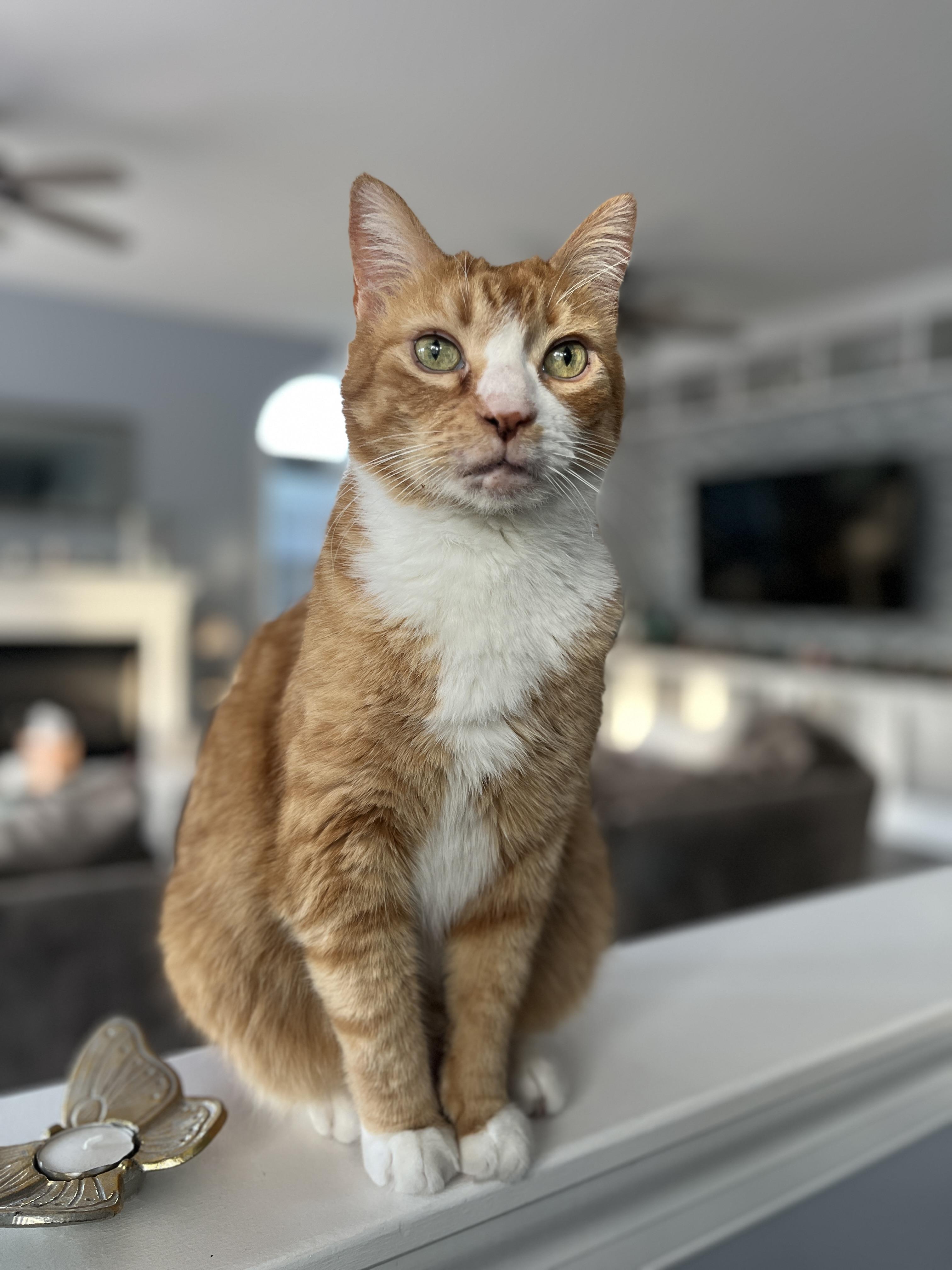 Enlarge Courtesy Post- Pumpkin, a Adoptable Domestic Short Hair in Turnersville, NJ image 6/6