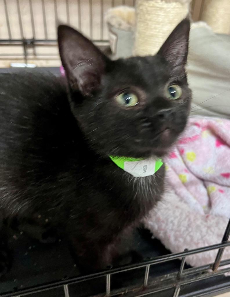 Enlarge TimTom K, a Adoptable mixed breed in Sherwood, OR image 1/1