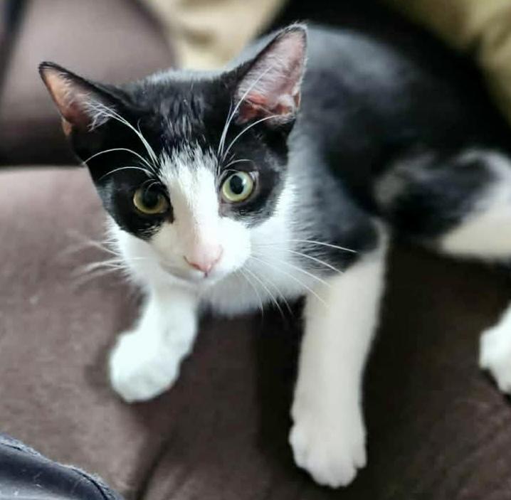 Shad, Adoptable, Young Male Tuxedo.