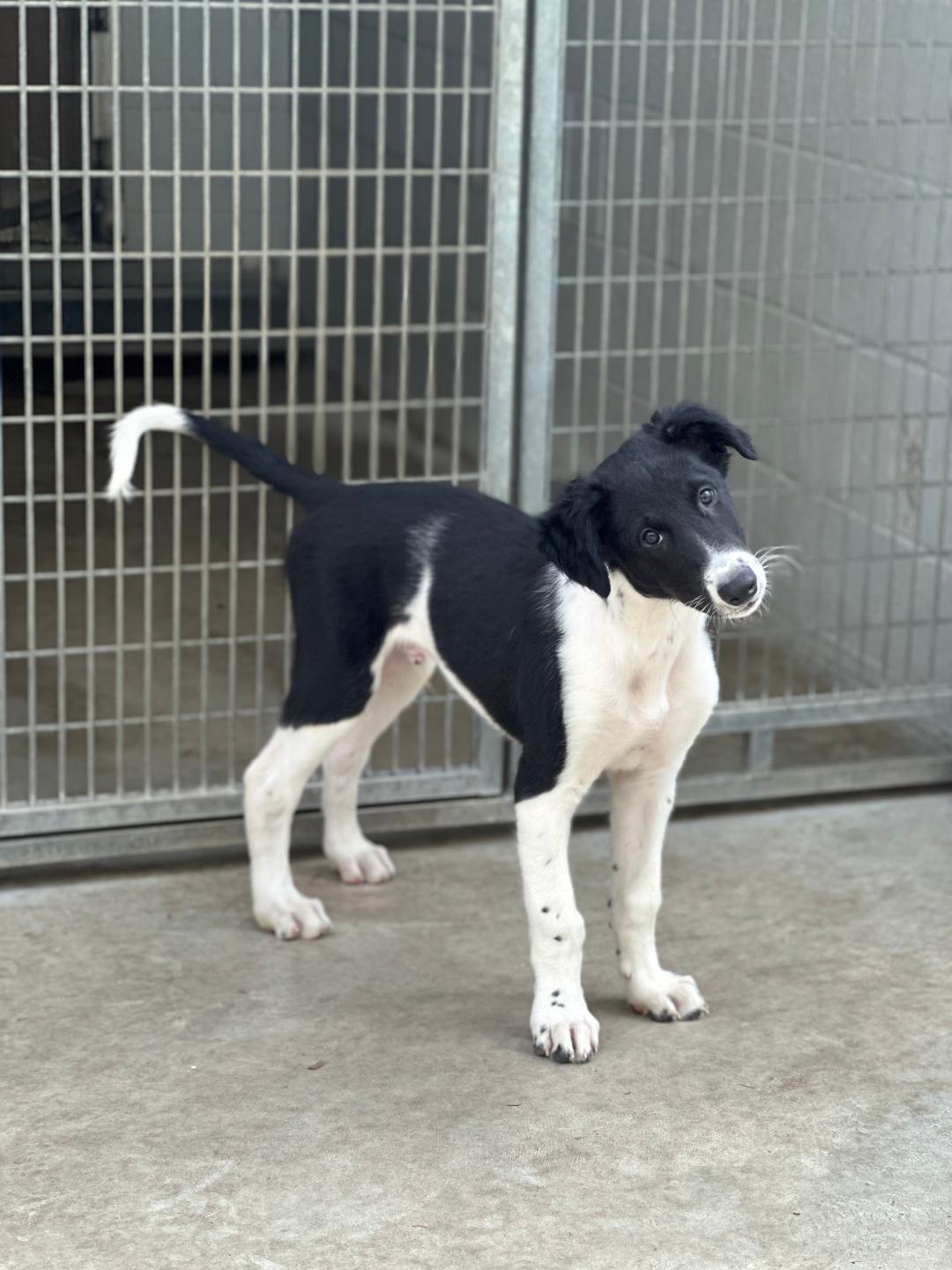 Bailey, an adoptable Greyhound, Borzoi in New Milford, CT, 06776 | Photo Image 1