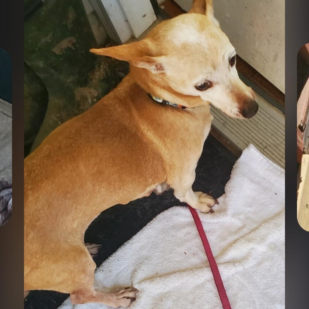 Enlarge Chloe, an adoptable Chihuahua in Greenville, SC image 3/5