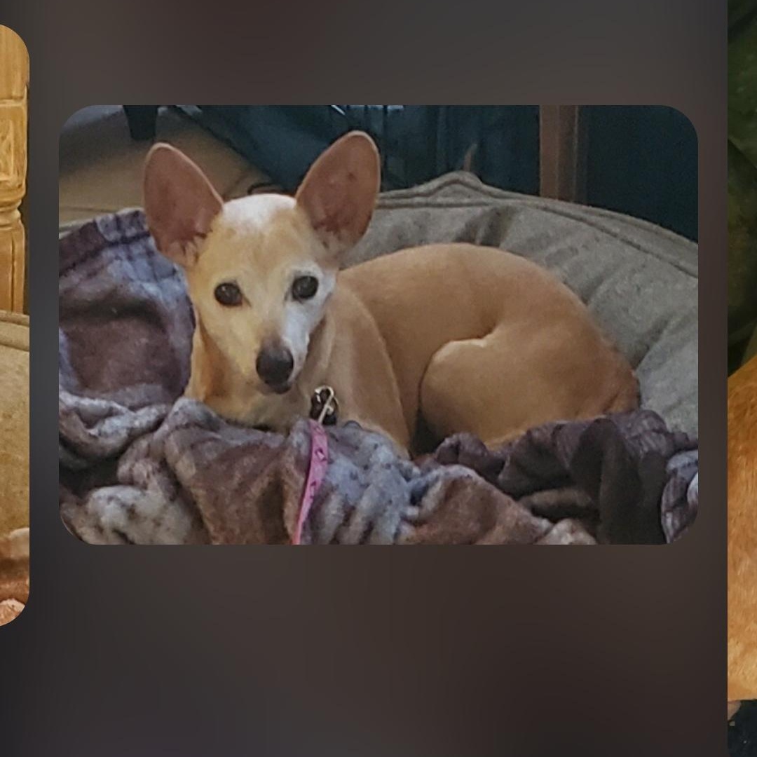 Enlarge Chloe, an adoptable Chihuahua in Greenville, SC image 1/5