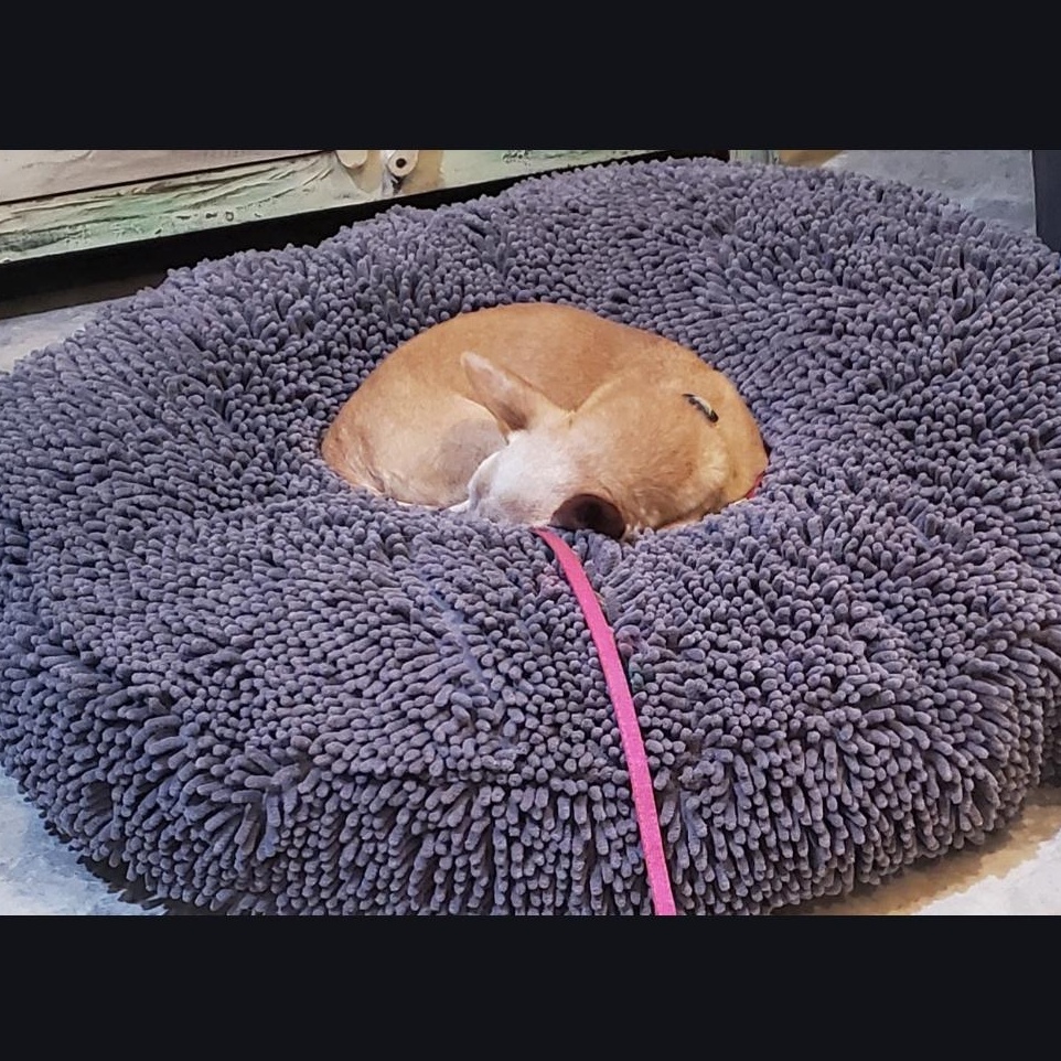 Enlarge Chloe, an adoptable Chihuahua in Greenville, SC image 2/5