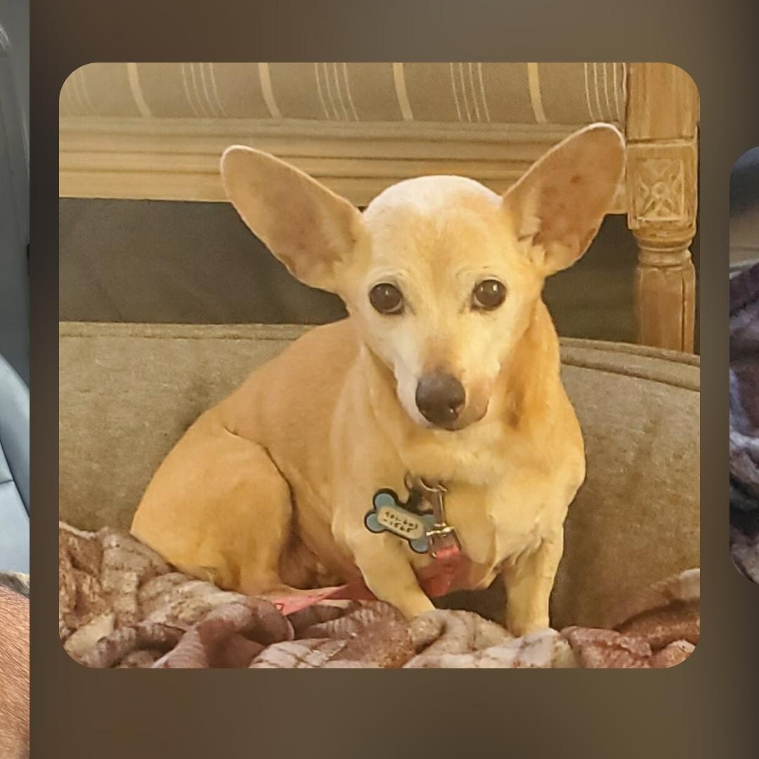 Enlarge Chloe, an adoptable Chihuahua in Greenville, SC image 5/5