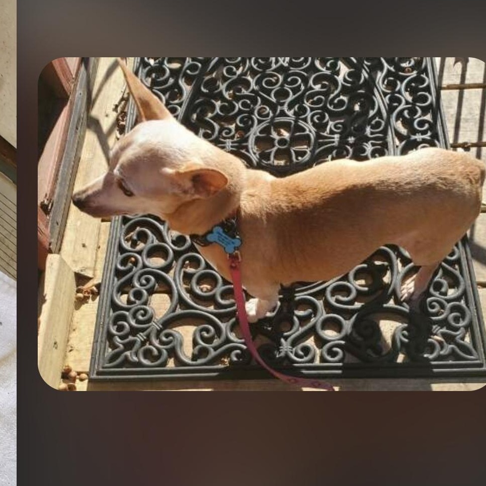 Enlarge Chloe, an adoptable Chihuahua in Greenville, SC image 4/5