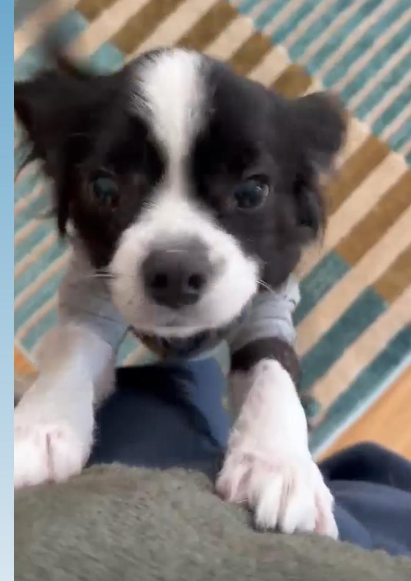 Beacon, ADOPTABLE, Adult Male Cavalier King Charles Spaniel.