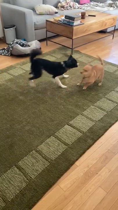 Enlarge Beacon, a ADOPTABLE Cavalier King Charles Spaniel in Ozone Park, NY video 3/3