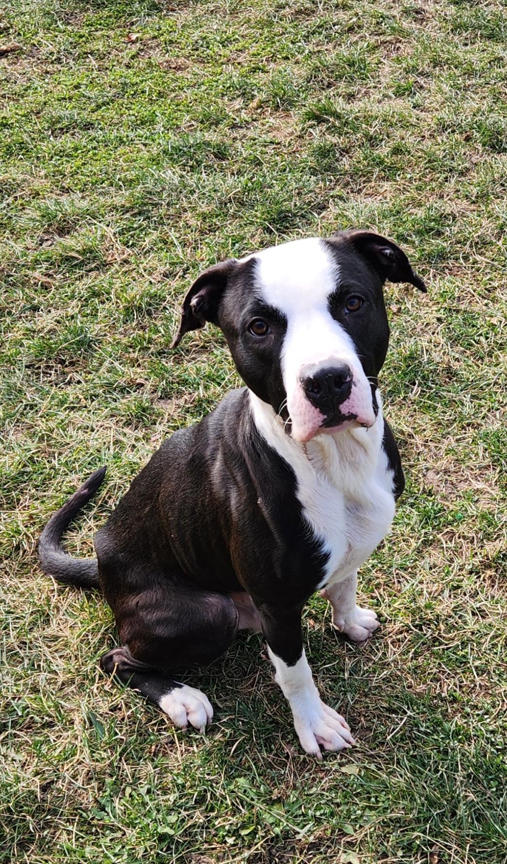 Duncan, a Adoptable mixed breed in Cedar Rapids, IA image 3/5