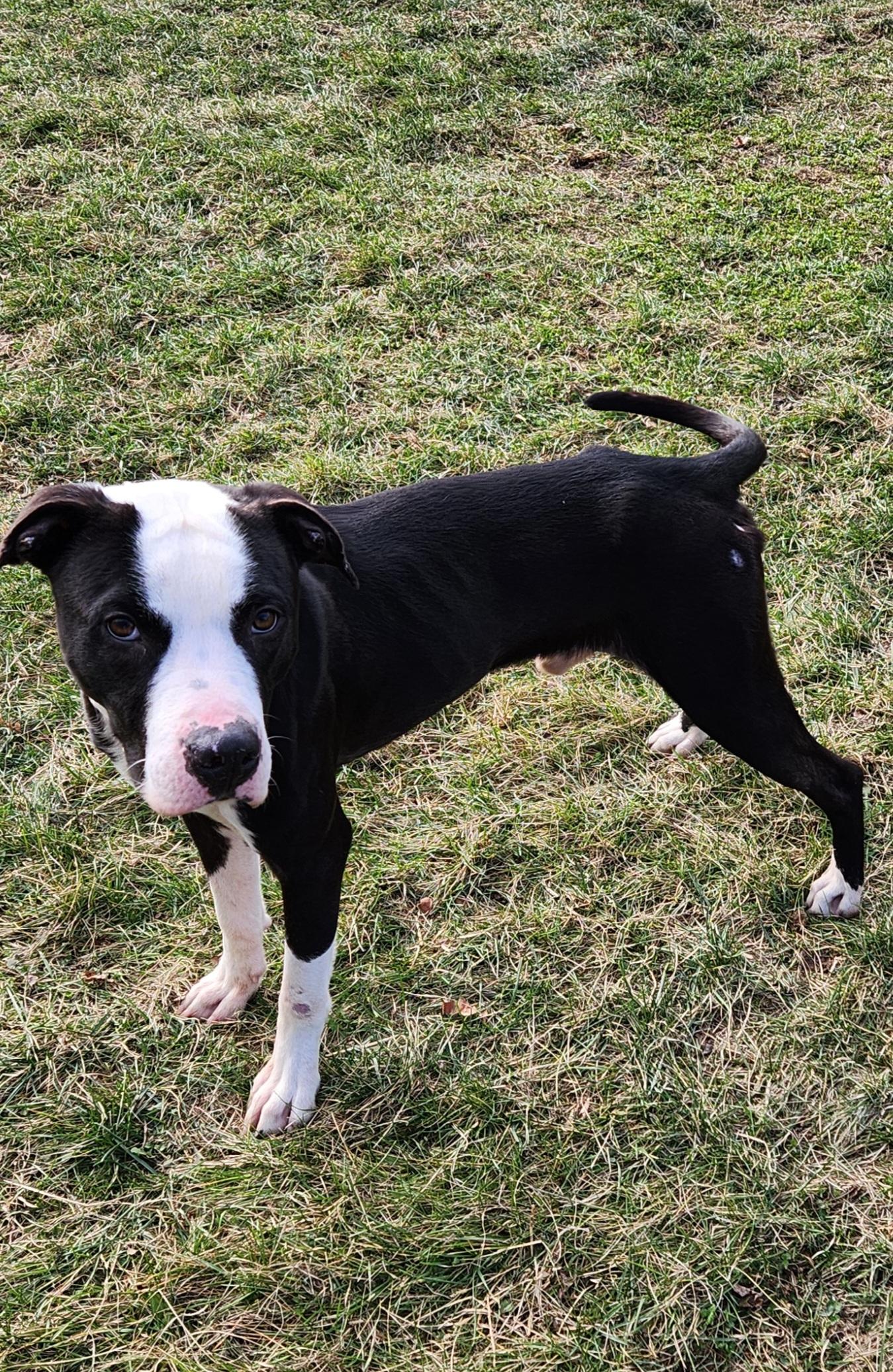 Duncan — thumbnail 3