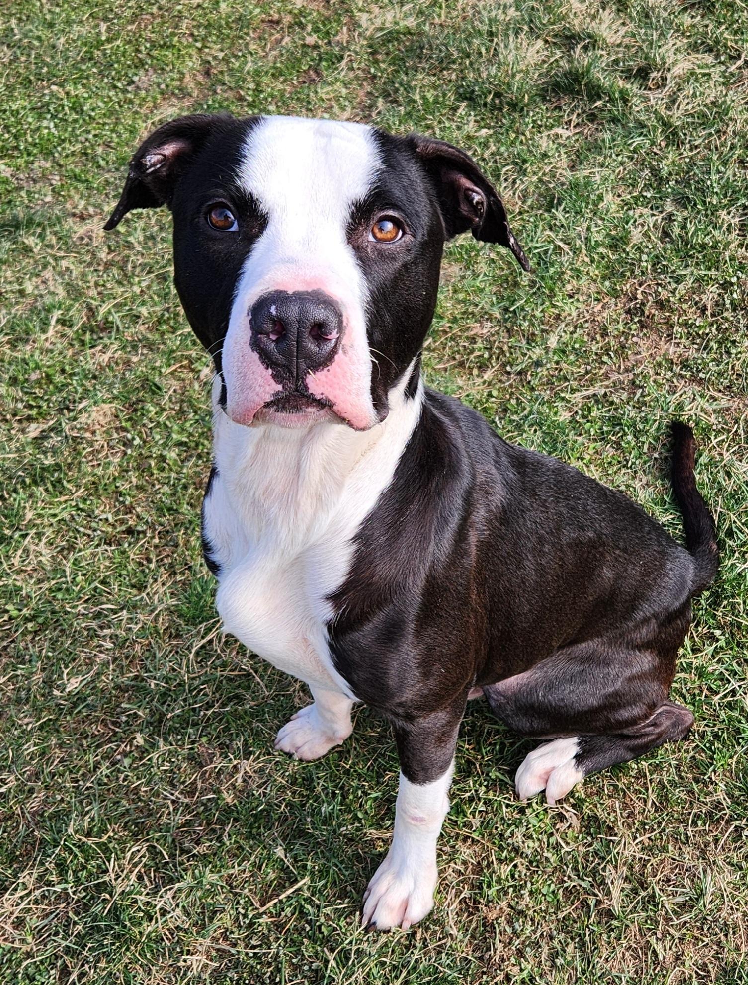 Duncan, a Adoptable mixed breed in Cedar Rapids, IA image 2/5