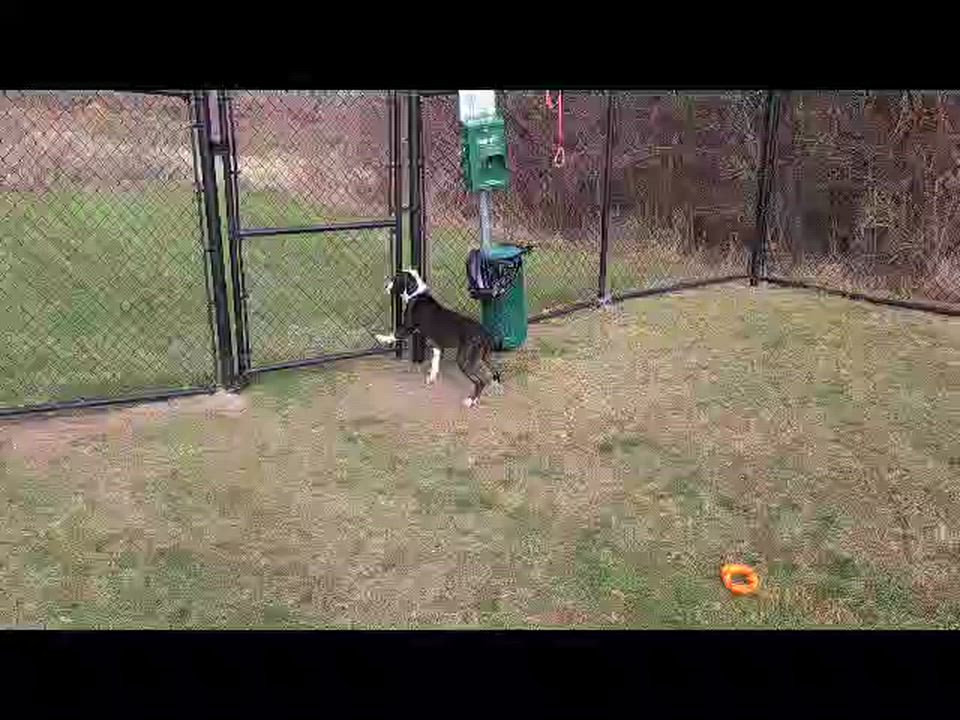 Enlarge Duncan, a Adoptable mixed breed in Cedar Rapids, IA video 1/5