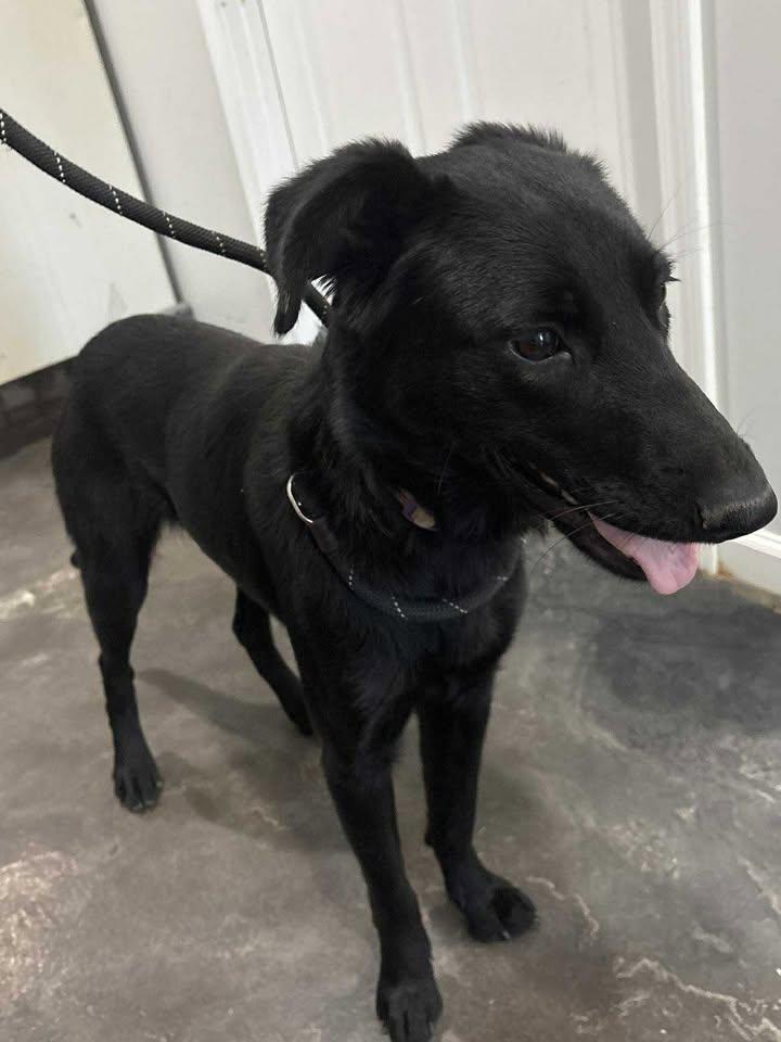 Adeline, Adoptable, Adult Female Black Labrador Retriever.