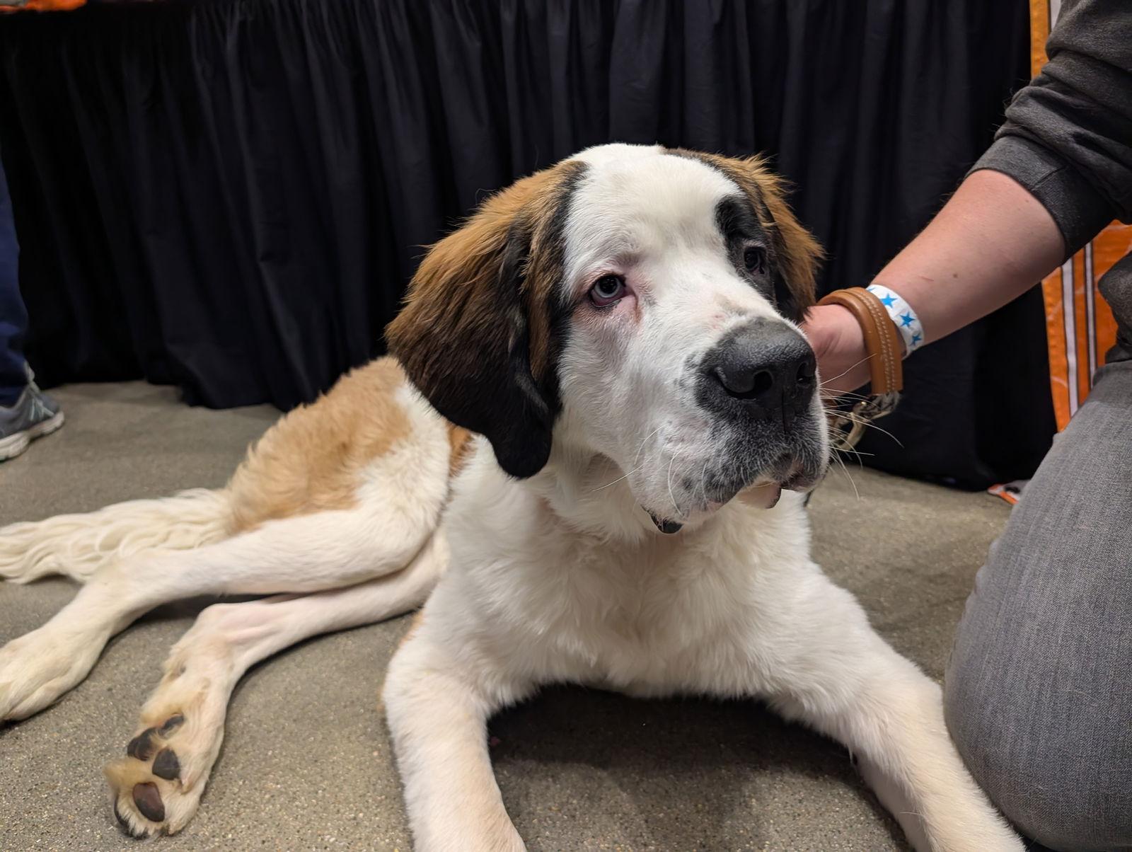 Enlarge Floki, a Adoptable Saint Bernard in Sioux Falls, SD image 1/3