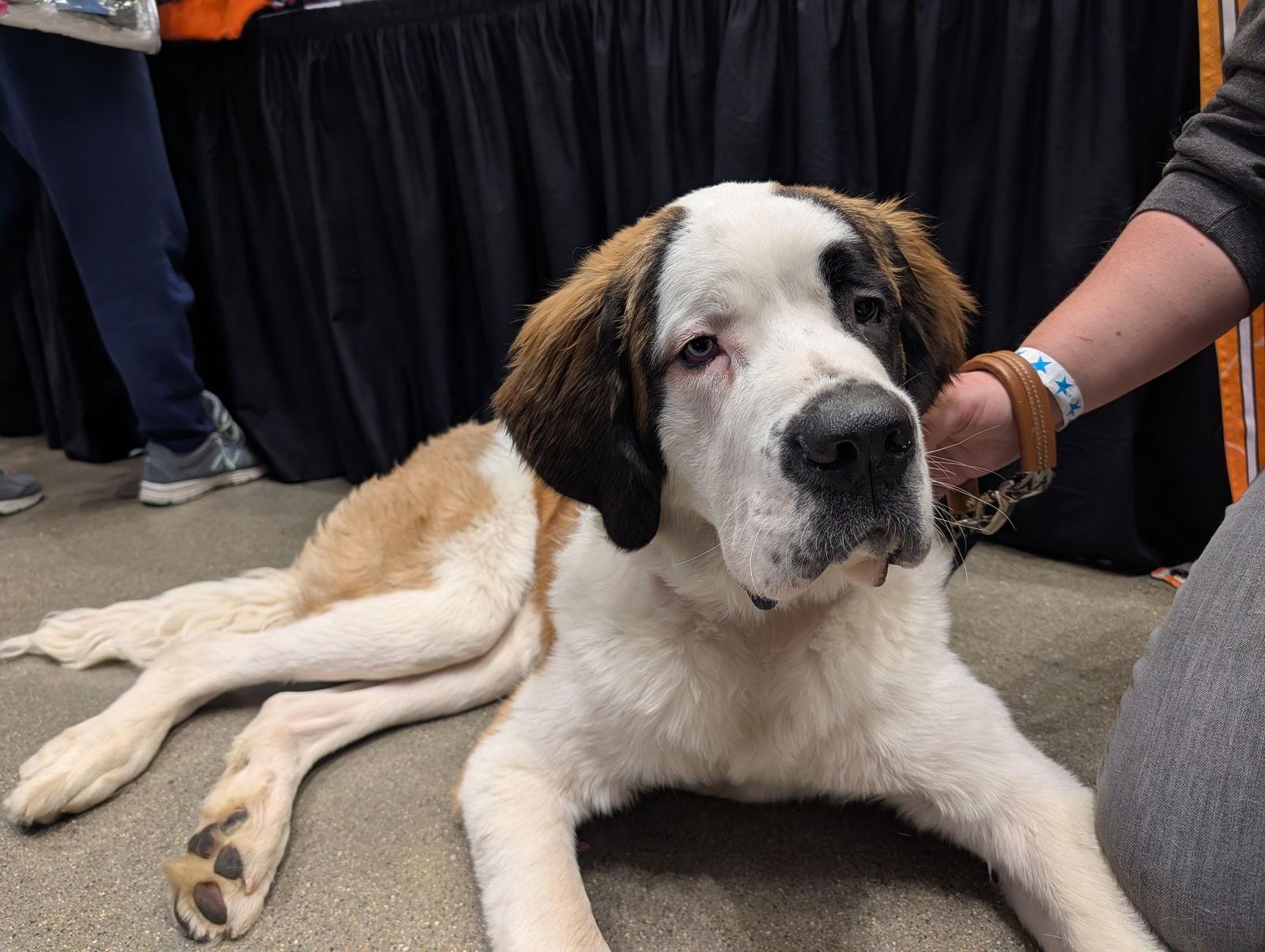 Enlarge Floki, a Adoptable Saint Bernard in Sioux Falls, SD image 2/3