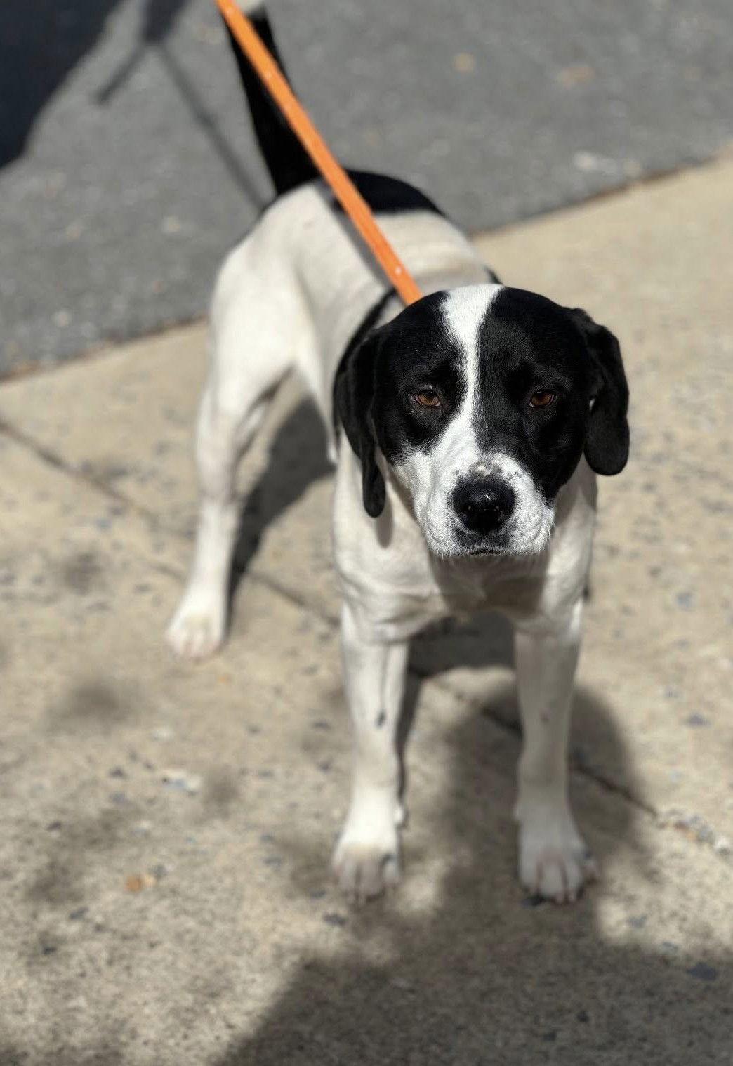 Enlarge Chase, a Adoptable Hound in Covington, VA image 1/1