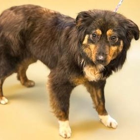Enlarge Prancy, an adopted Australian Shepherd in Fairfield, PA image 1/1