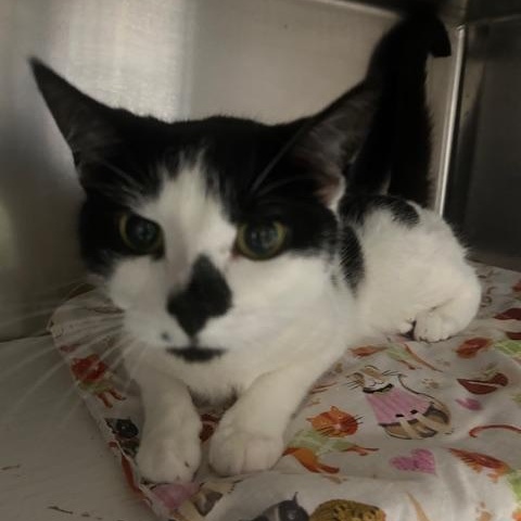 Enlarge Luna Lee and Lola, a Adoptable Domestic Short Hair in Stanhope, NJ image 2/6