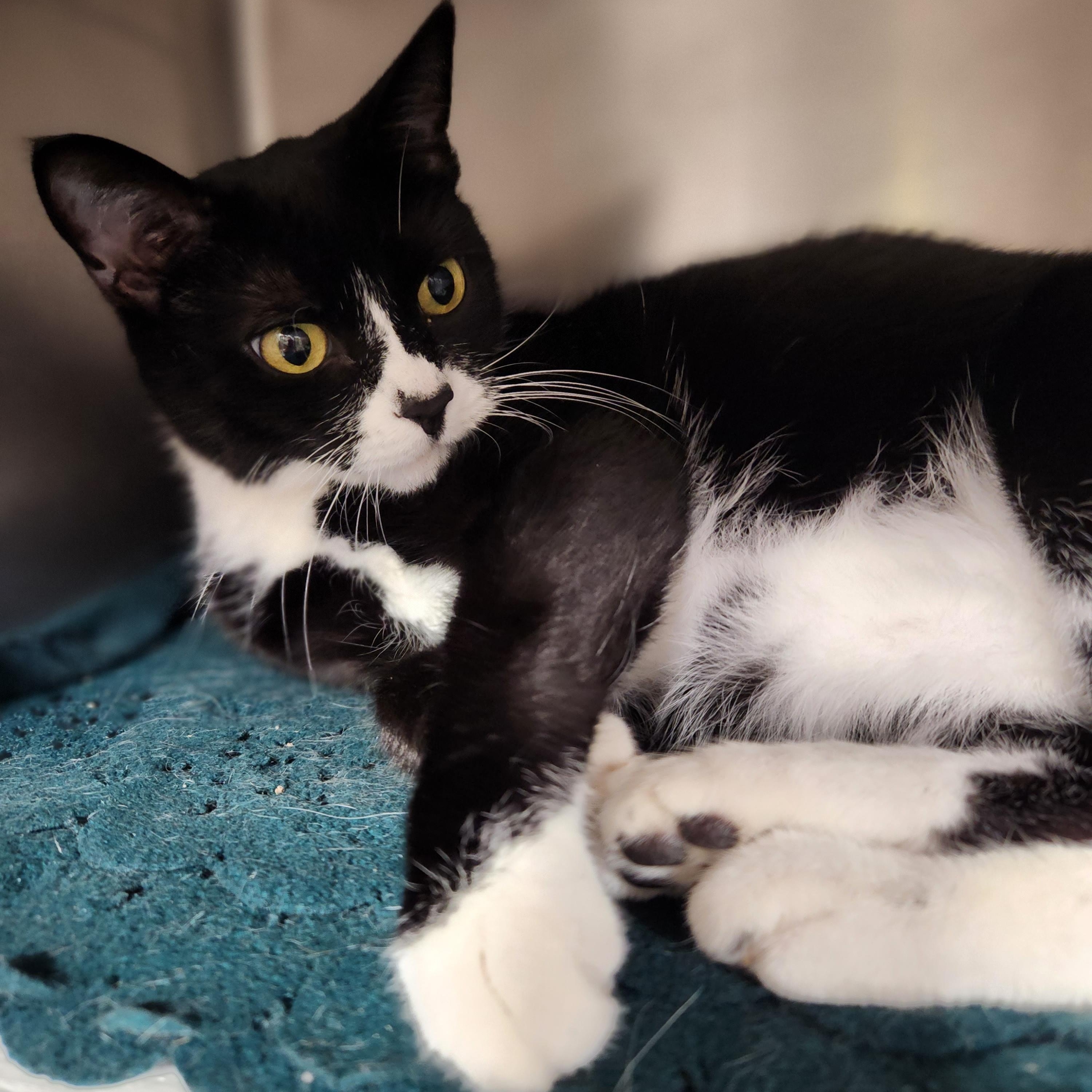 Luna Lee and Lola, Adoptable, Adult Female Domestic Short Hair.