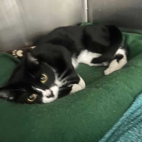 Enlarge Luna Lee and Lola, a Adoptable Domestic Short Hair in Stanhope, NJ image 3/6