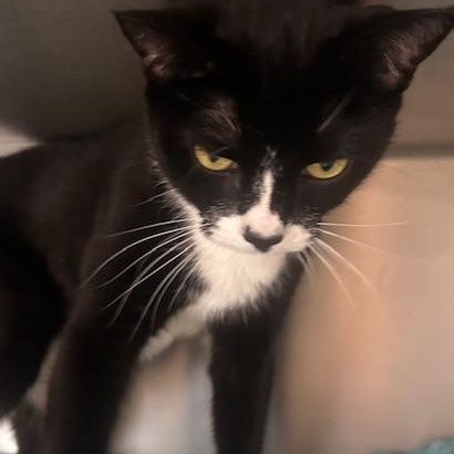 Enlarge Luna Lee and Lola, a Adoptable Domestic Short Hair in Stanhope, NJ image 5/6