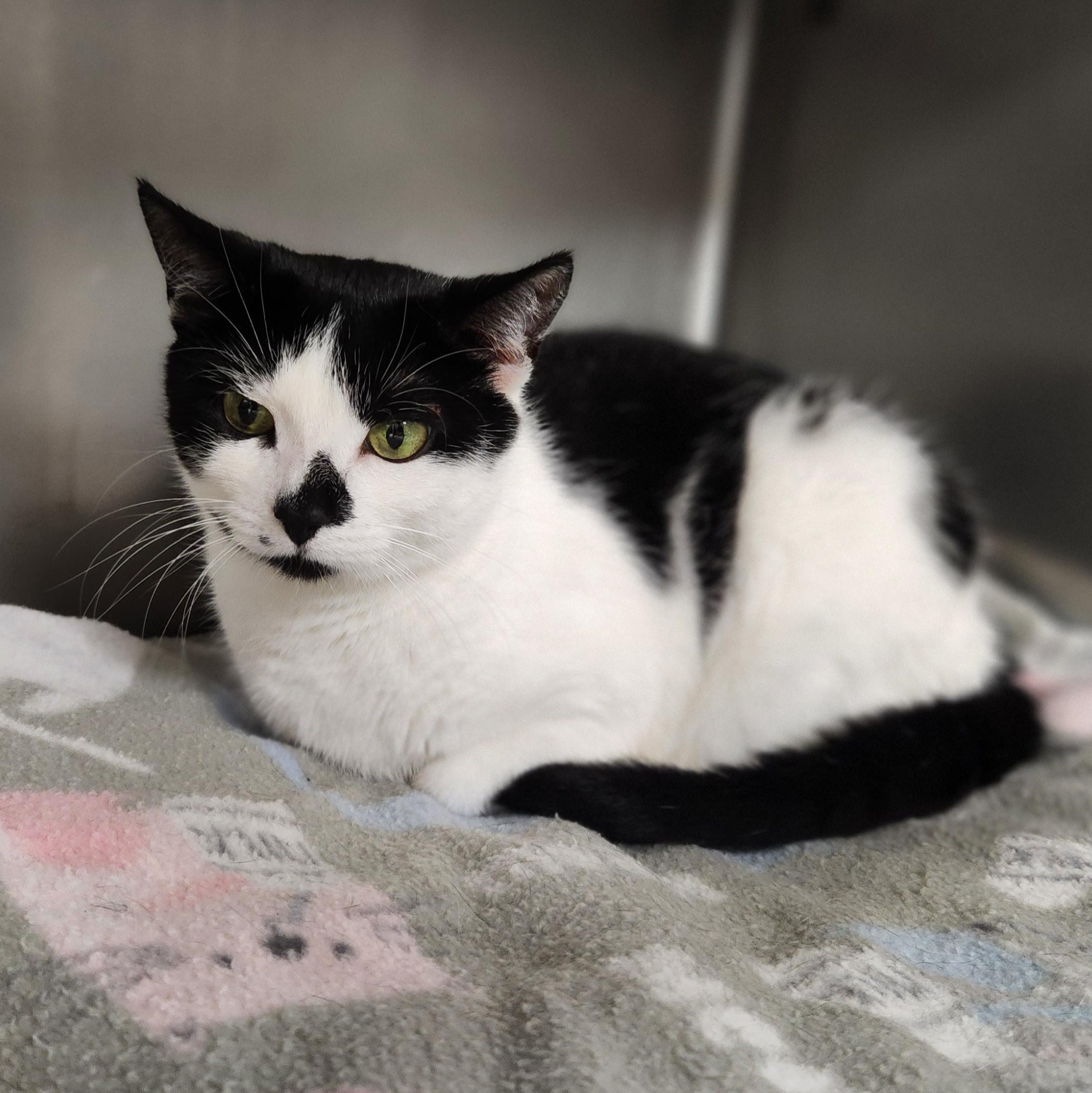 Enlarge Luna Lee and Lola, a Adoptable Domestic Short Hair in Stanhope, NJ image 2/6