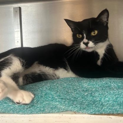 Enlarge Luna Lee and Lola, a Adoptable Domestic Short Hair in Stanhope, NJ image 1/6