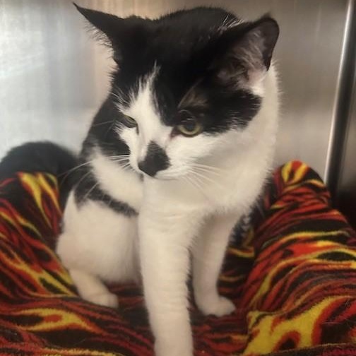 Enlarge Luna Lee and Lola, a Adoptable Domestic Short Hair in Stanhope, NJ image 6/6