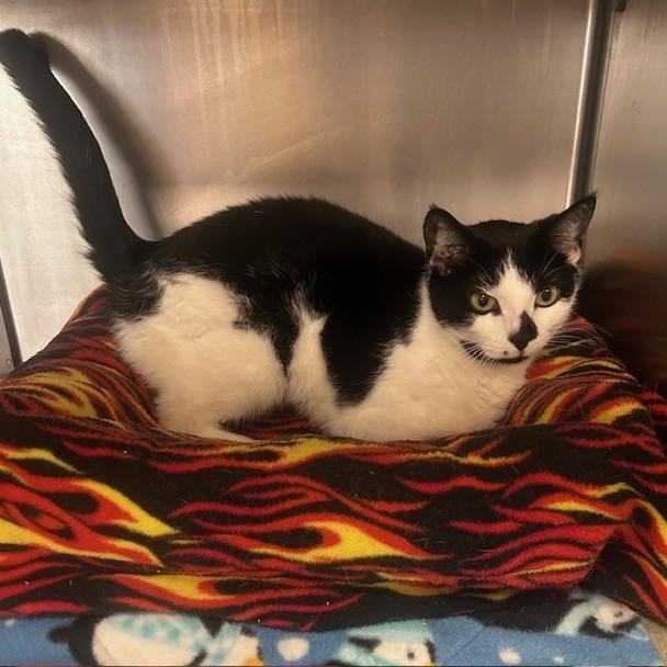 Enlarge Luna Lee and Lola, a Adoptable Domestic Short Hair in Stanhope, NJ image 4/6