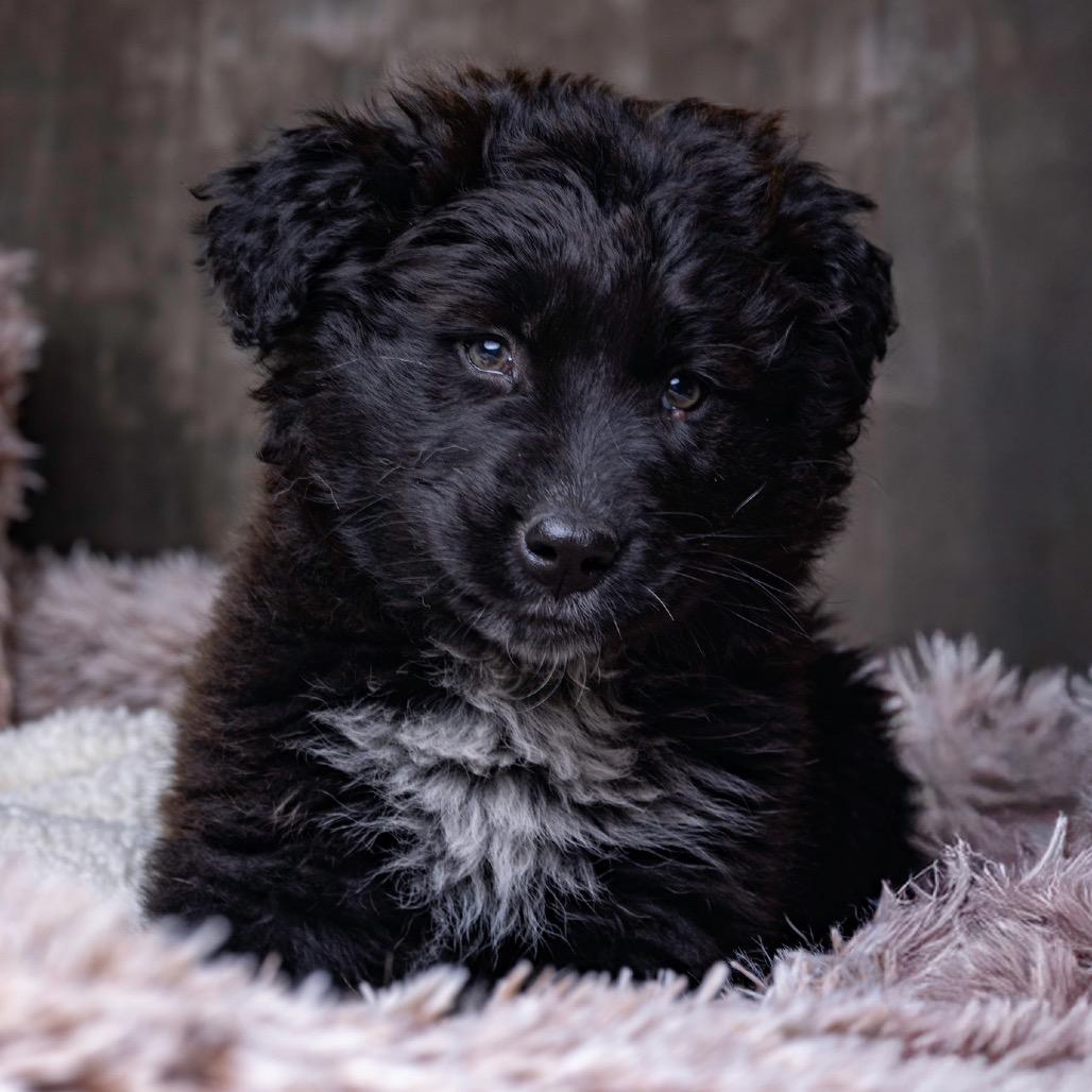 Enlarge Tanya, a Adoptable Mixed Breed in Park City, UT image 2/5