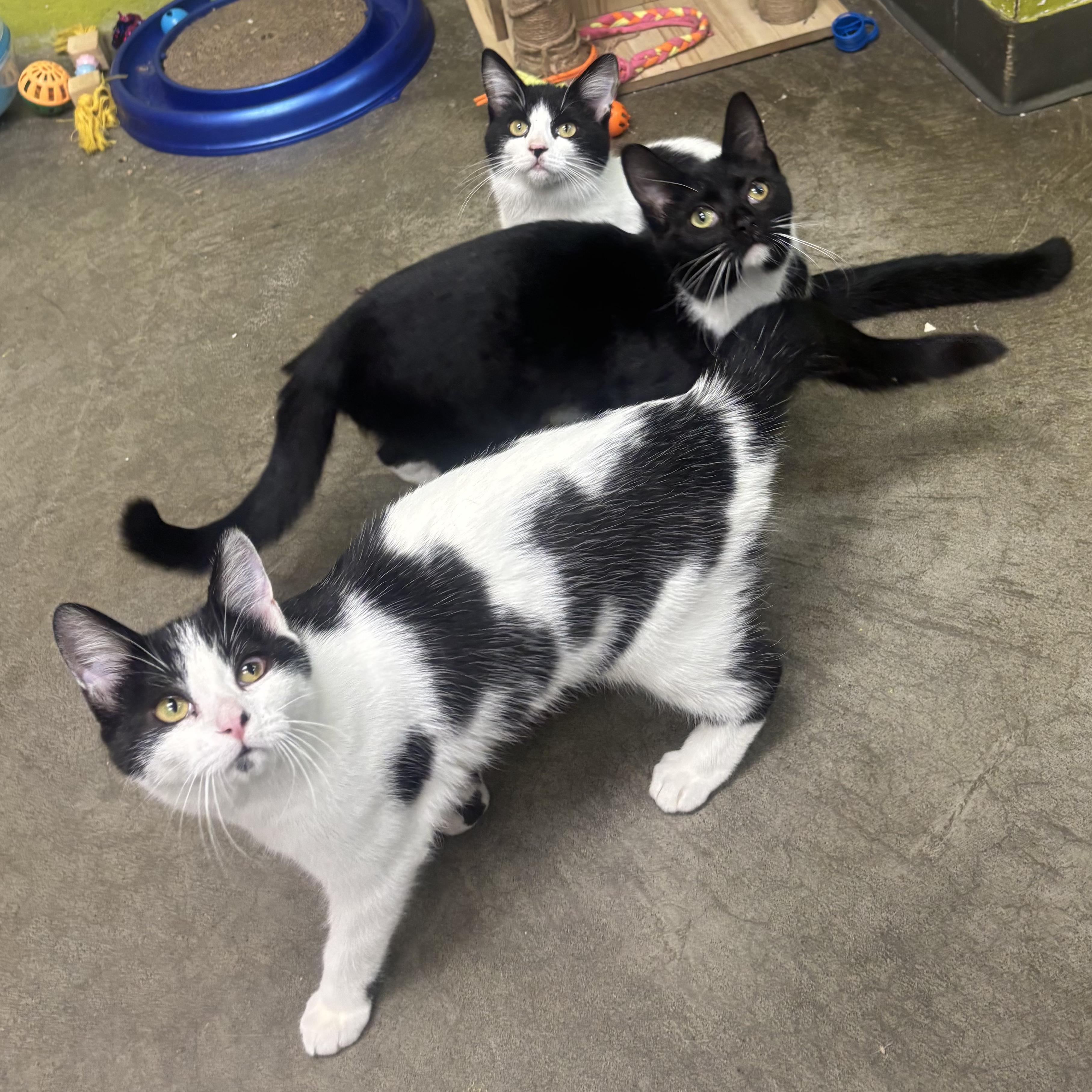 Enlarge Asia, a Adoptable Domestic Short Hair in Waynesburg, PA image 4/6