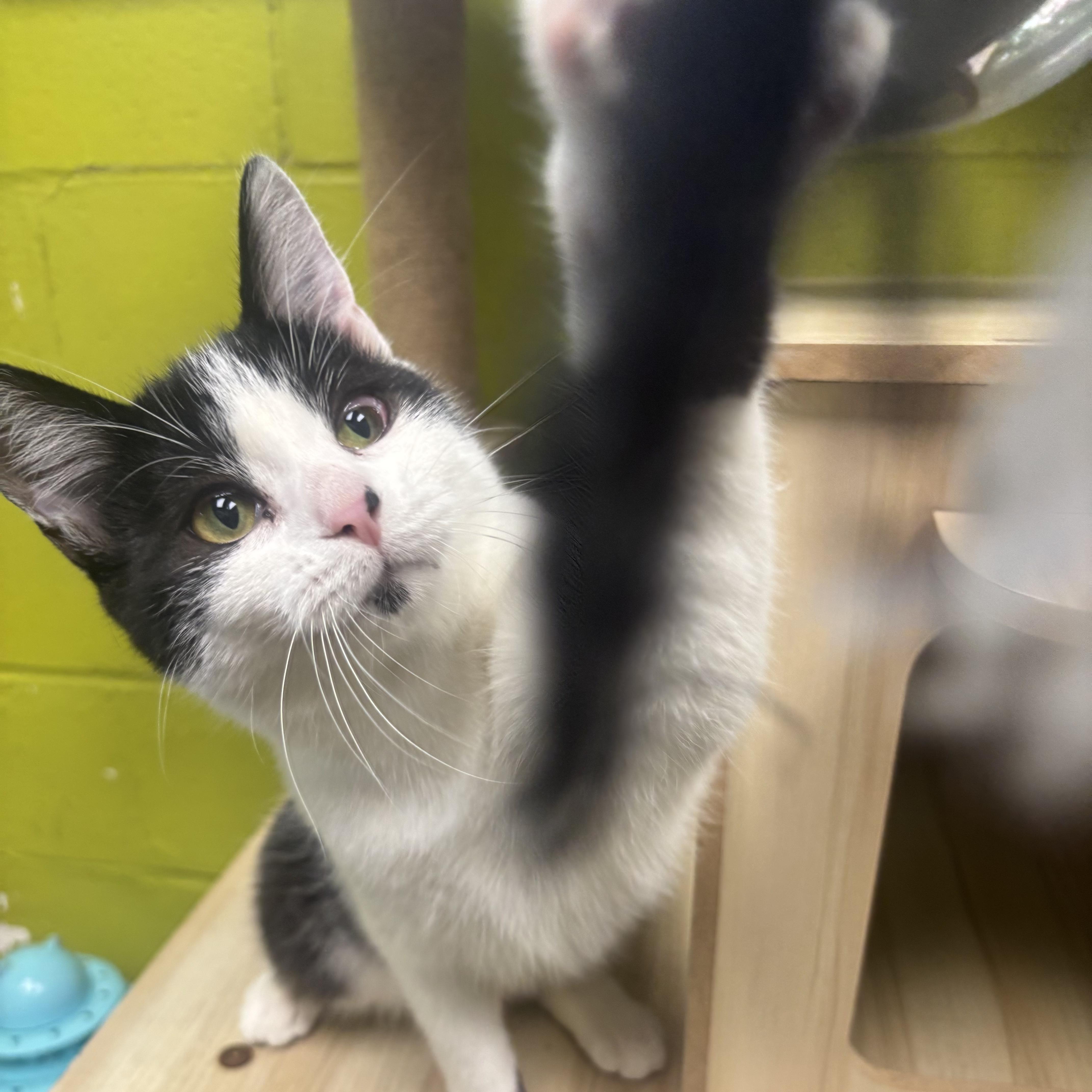 Enlarge Asia, a Adoptable Domestic Short Hair in Waynesburg, PA image 2/6