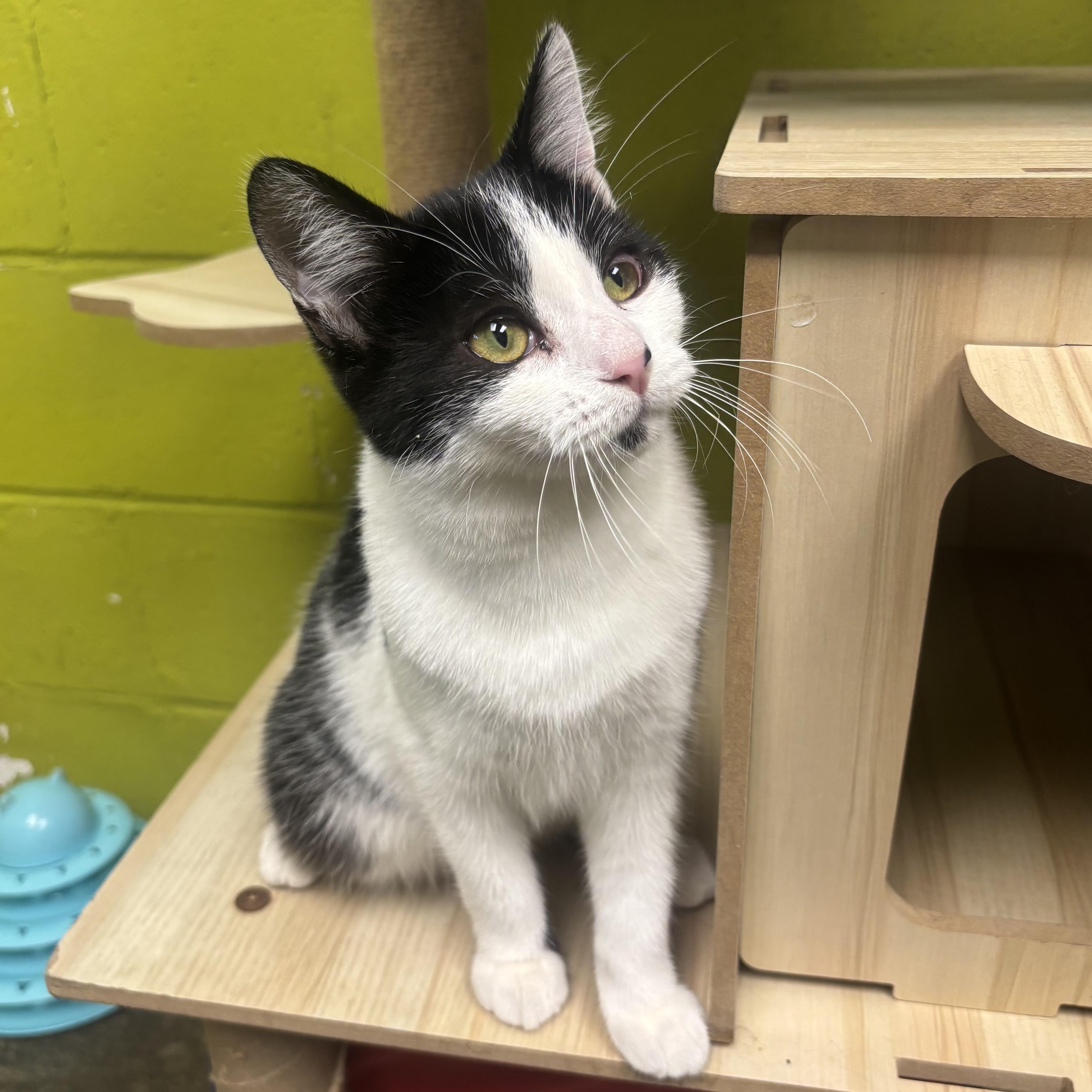 Asia, Adoptable, Young Male Domestic Short Hair.