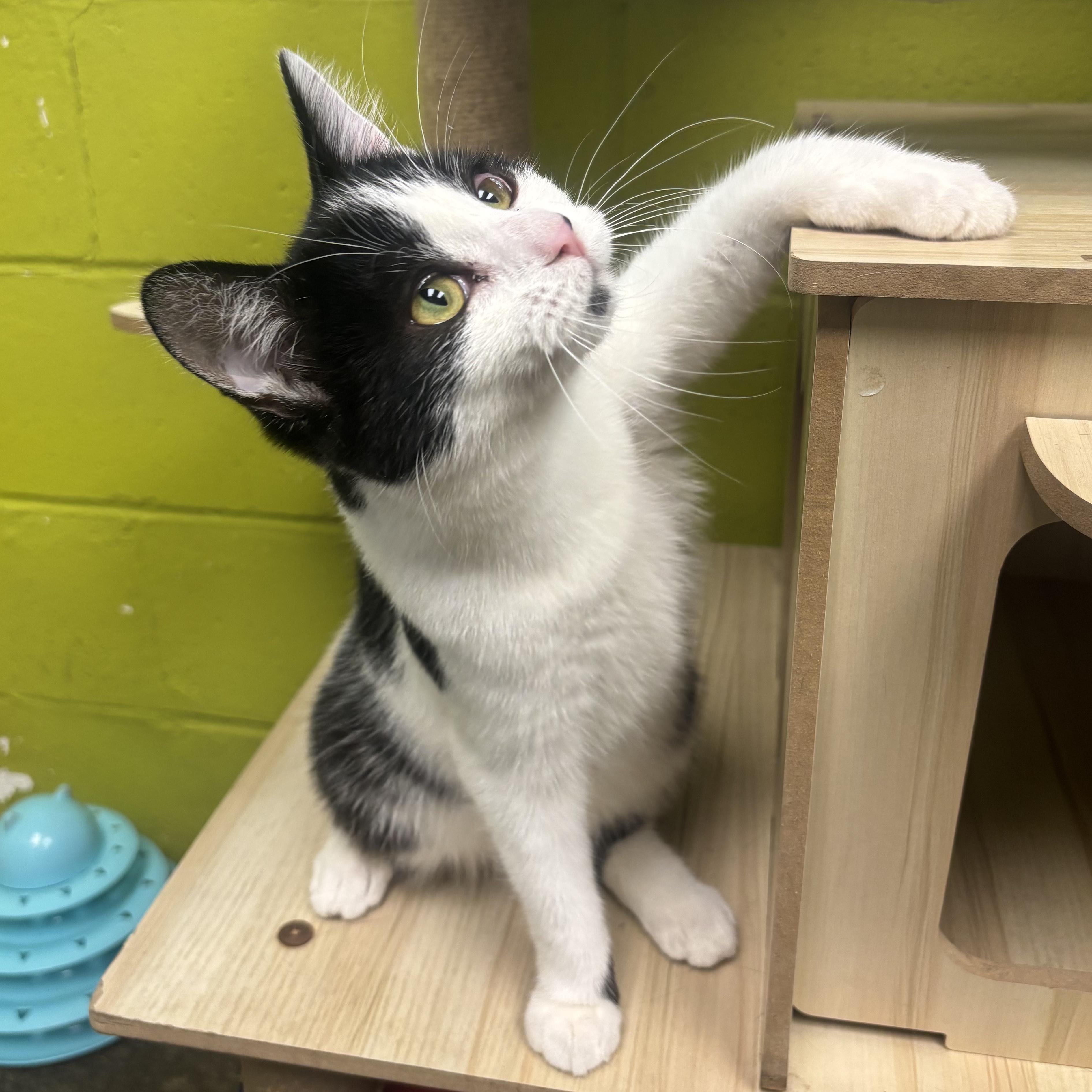 Enlarge Asia, a Adoptable Domestic Short Hair in Waynesburg, PA image 3/6