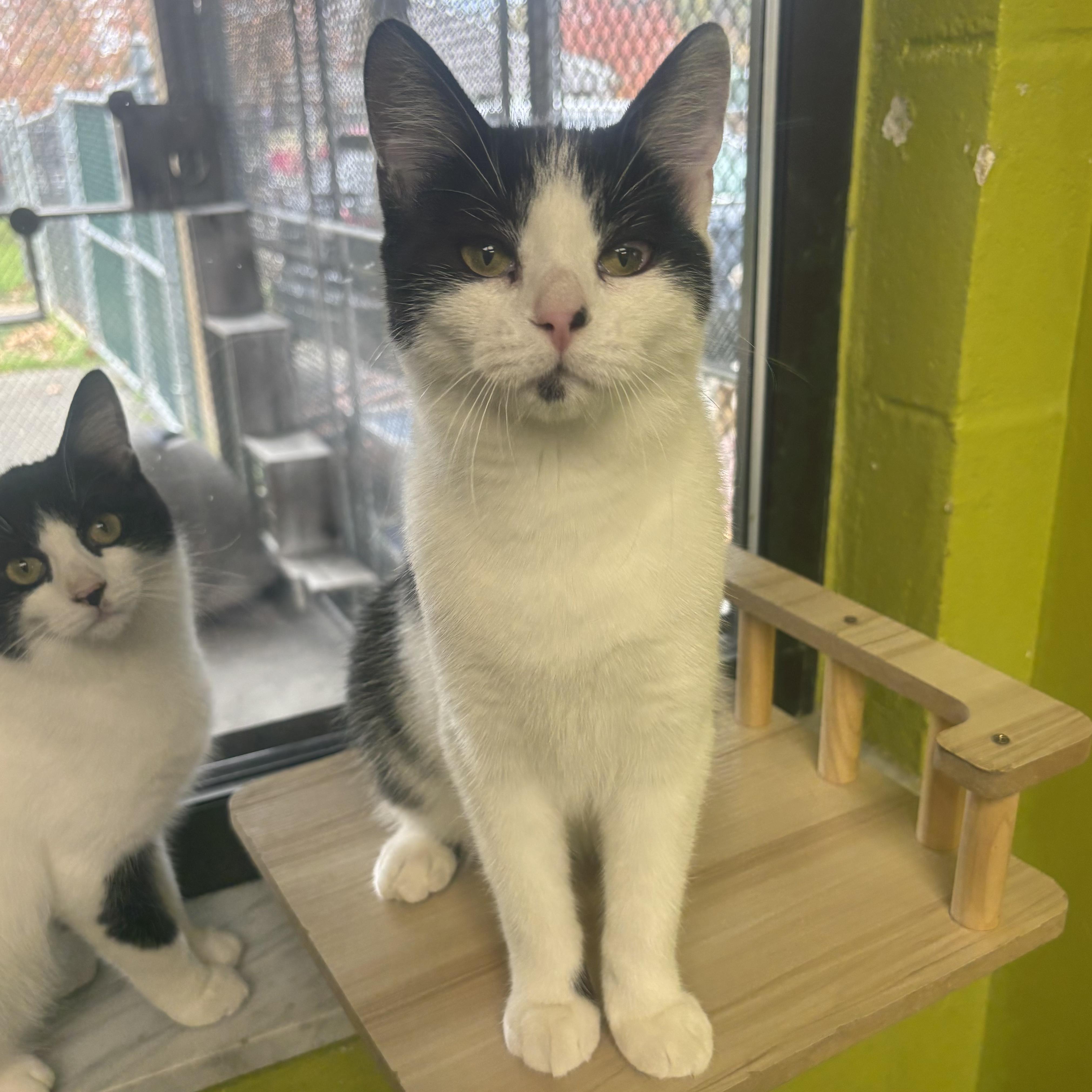 Enlarge Asia, a Adoptable Domestic Short Hair in Waynesburg, PA image 5/6