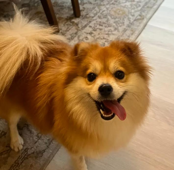 Enlarge Coral, a Adopted Pomeranian in Placentia, CA image 1/3
