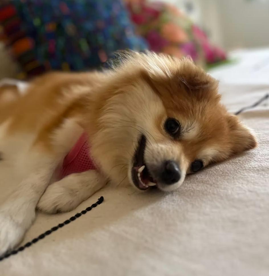 Enlarge Coral, a Adopted Pomeranian in Placentia, CA image 2/3