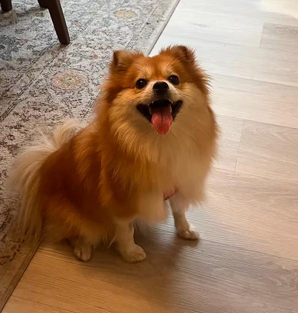 Enlarge Coral, a Adopted Pomeranian in Placentia, CA image 3/3