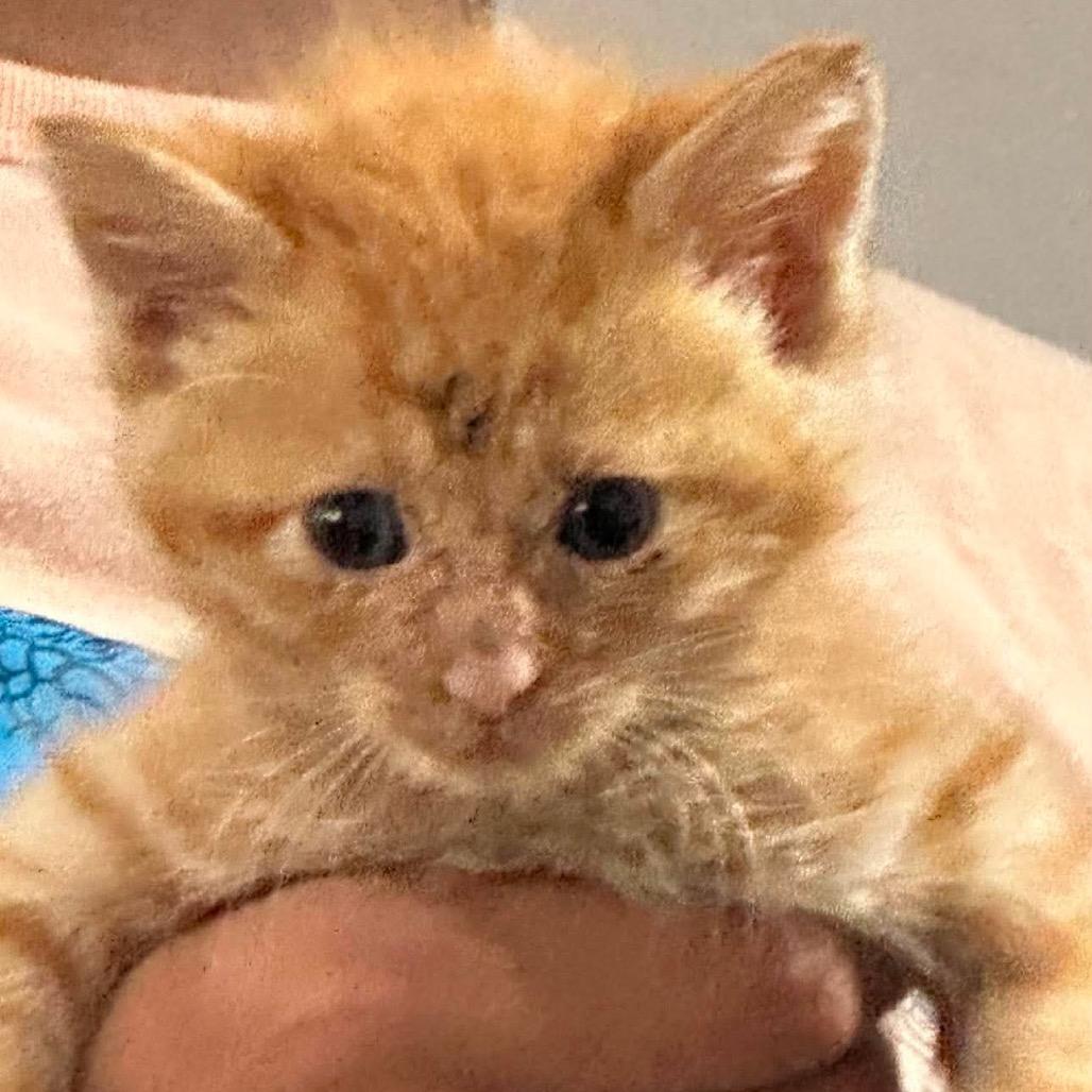 Kit 1, Adoptable, Kitten Female Domestic Short Hair.