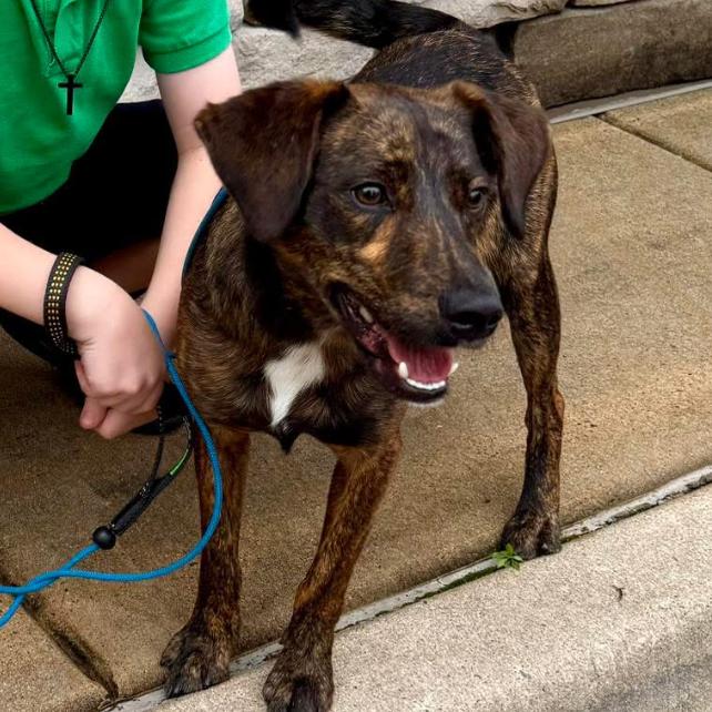 Prince, a Adoptable mixed breed in Little Rock, AR image 1/3