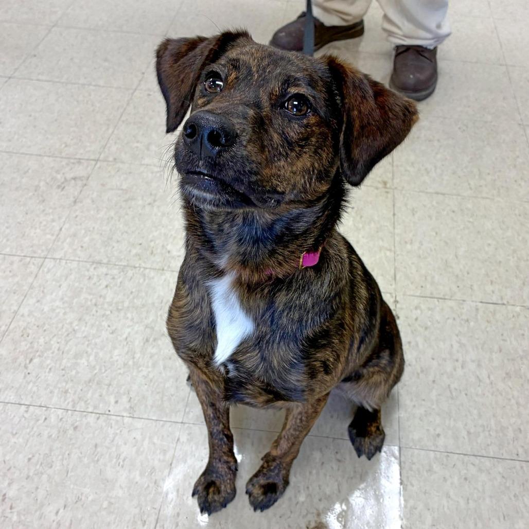 Prince, a Adoptable mixed breed in Little Rock, AR image 2/3