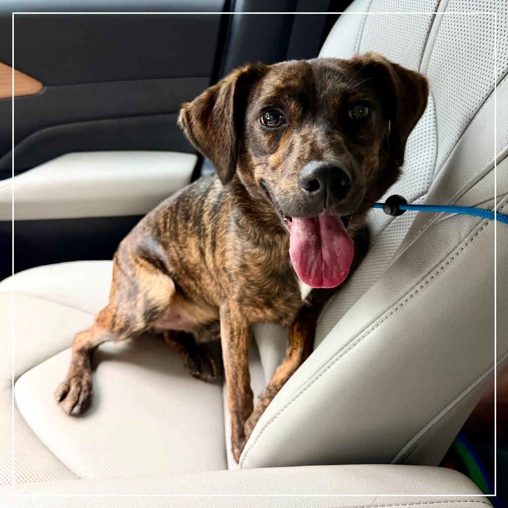 Prince, a Adoptable mixed breed in Little Rock, AR image 3/3
