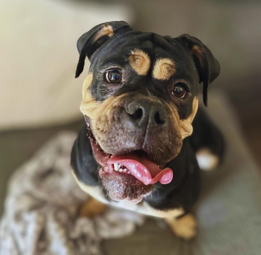 Enlarge Rue, a Adopted Bulldog in Mansfield, TX image 1/6