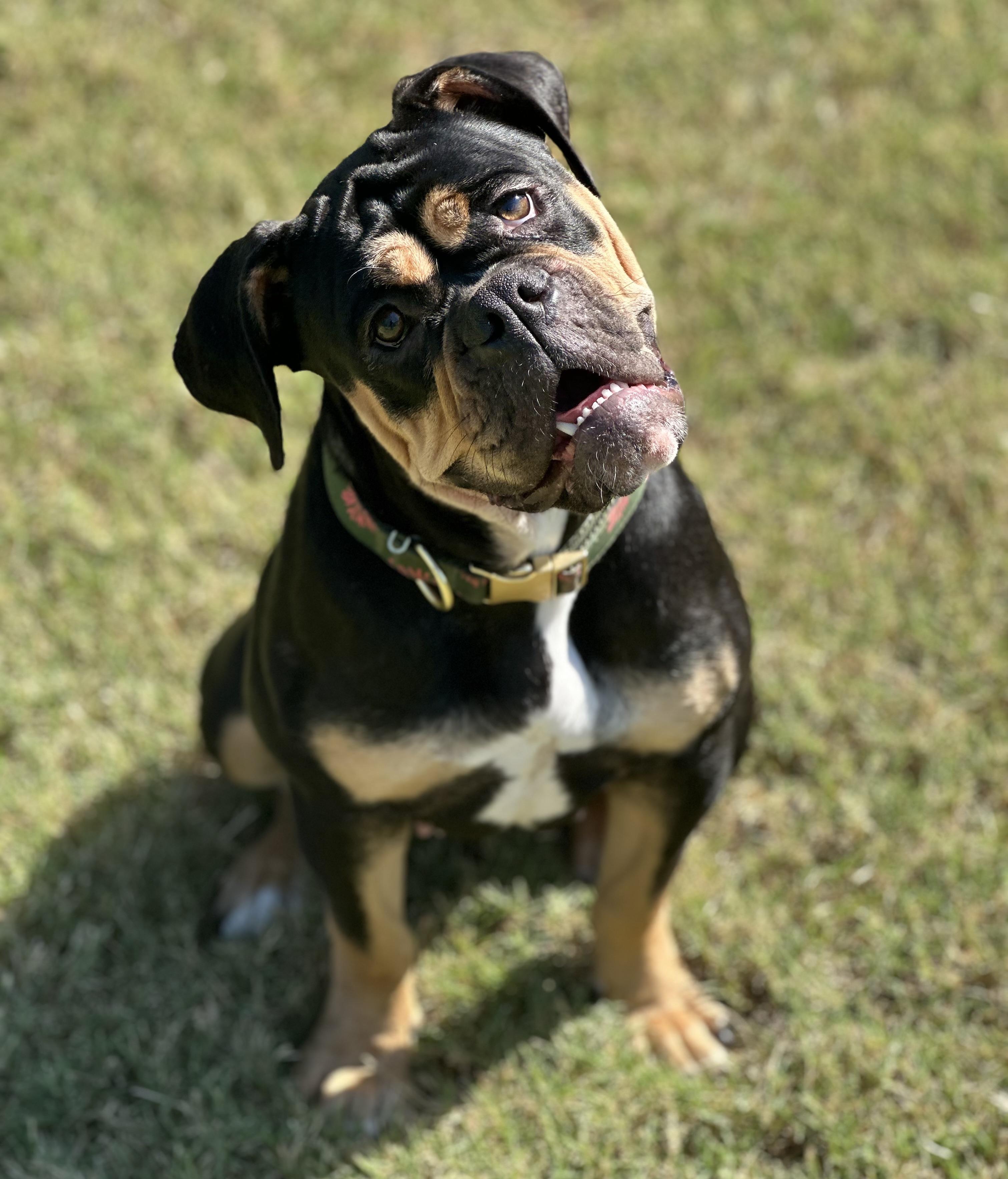 Enlarge Rue, a Adopted Bulldog in Mansfield, TX image 2/6