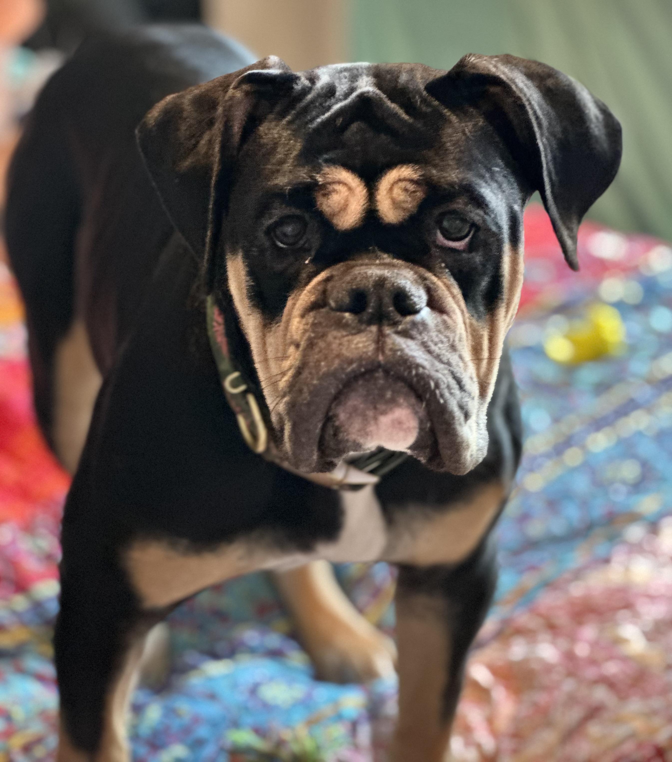 Enlarge Rue, a Adopted Bulldog in Mansfield, TX image 3/6